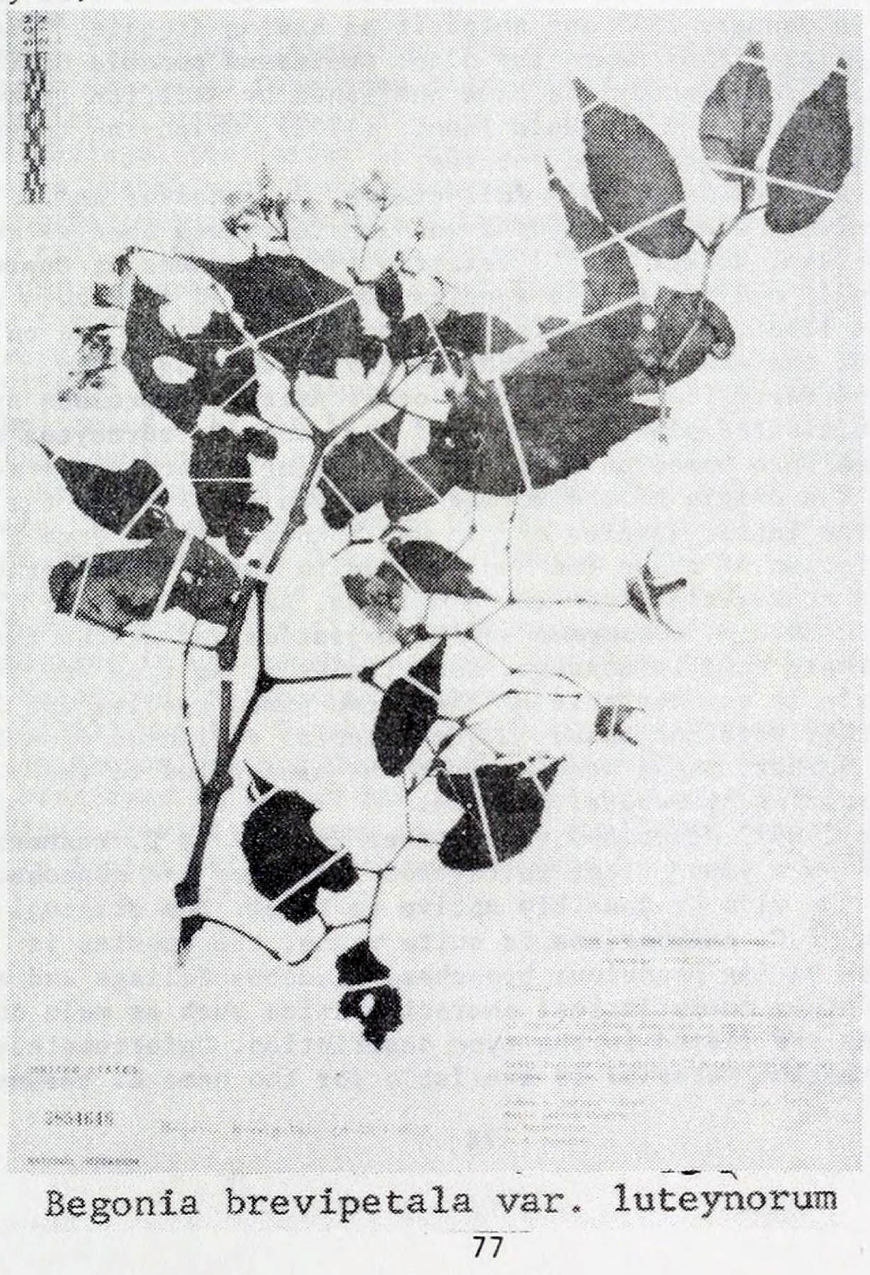 B. brevipetala var. luteynoroum